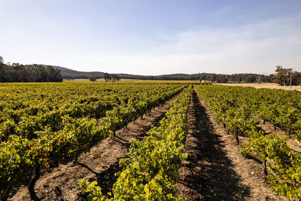 The History and Process Behind Midnight Cuvée: A Sparkling Innovation